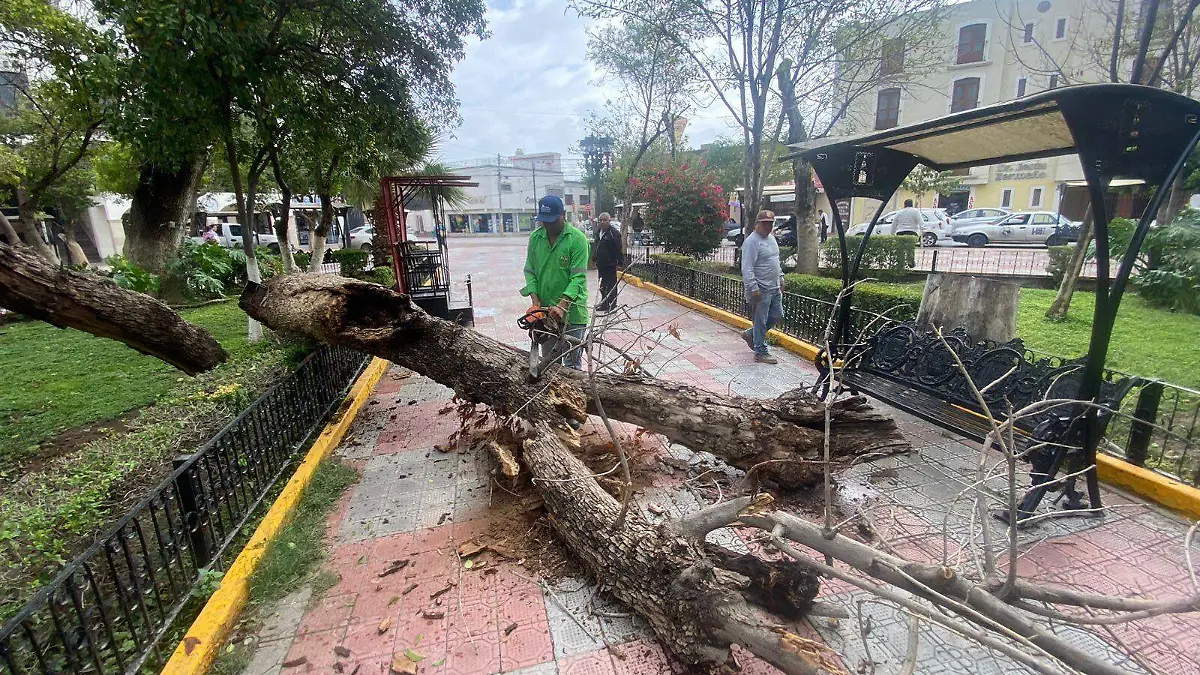 Retiran árboles caídos